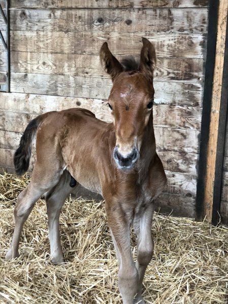 A.P. ECURIE - photo 3
