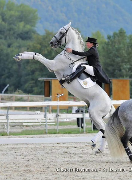 Les Chevaux d'Edoras