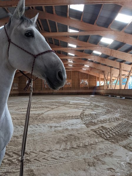 Les Chevaux d'Edoras - photo 3