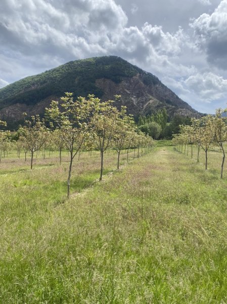 Cavaliers Voconces - photo 3