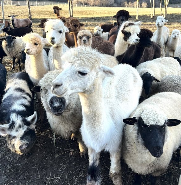 ALPAQUIER écurie de propriétaires, ferme pédagogique et élevage d'alpagas