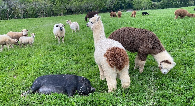 ALPAQUIER écurie de propriétaires, ferme pédagogique et élevage d'alpagas - photo 2