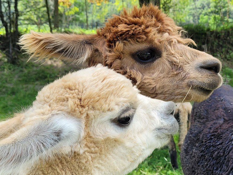 ALPAQUIER écurie de propriétaires, ferme pédagogique et élevage d'alpagas - photo 3
