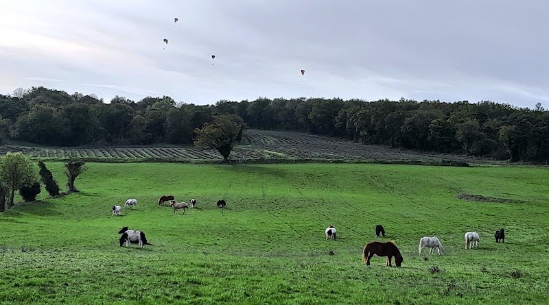 Poneys natur' Roynac - photo 1