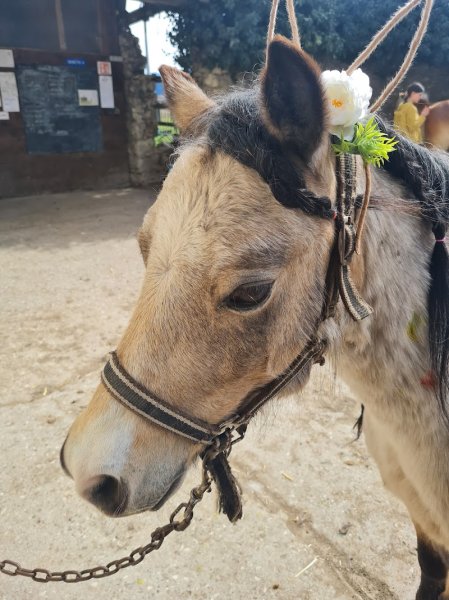 Ferme Equestre du Vercors