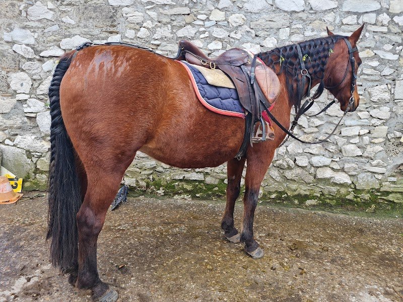 Ferme Equestre du Vercors - photo 2