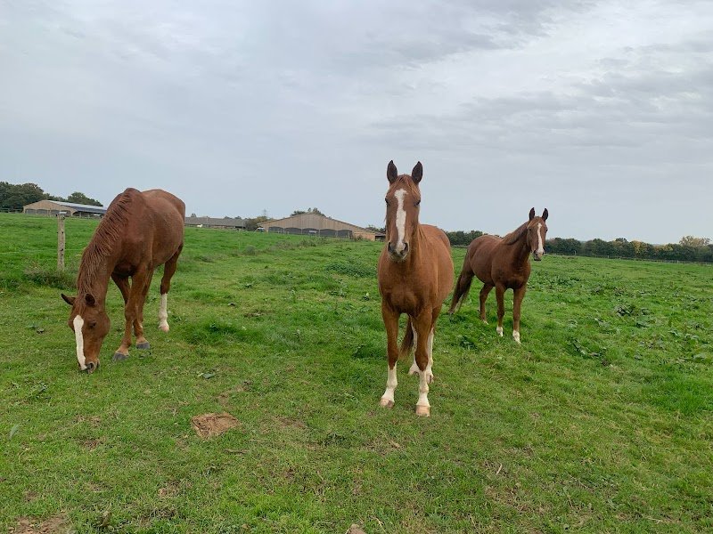 Les Écuries de la Touche Bouilly - Écurie Active - photo 1