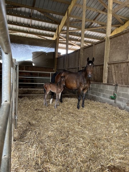 Les Écuries de la Touche Bouilly - Écurie Active - photo 2