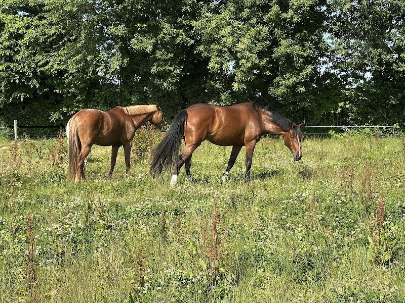 Les Écuries de la Touche Bouilly - Écurie Active - photo 3