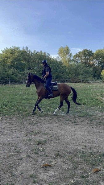 Les écuries de Mercuel