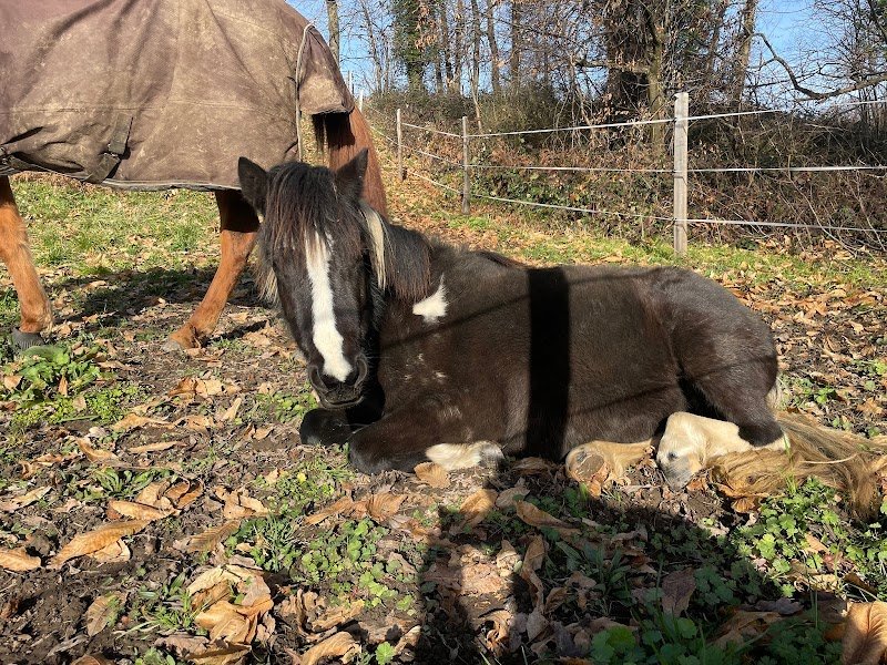 Les écuries de Mercuel - photo 2