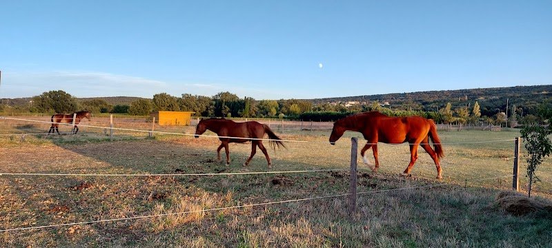 Logo Curly de Provence, Élevage de chevaux Curly en agroécologie Curly de Provence agroécologie
