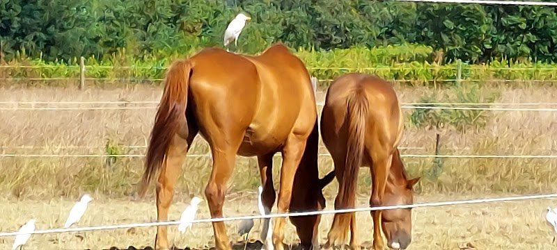 Logo Curly de Provence, Élevage de chevaux Curly en agroécologie Curly de Provence agroécologie - photo 2