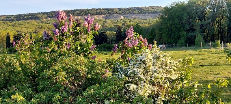 Logo Curly de Provence, Élevage de chevaux Curly en agroécologie Curly de Provence agroécologie - photo 3