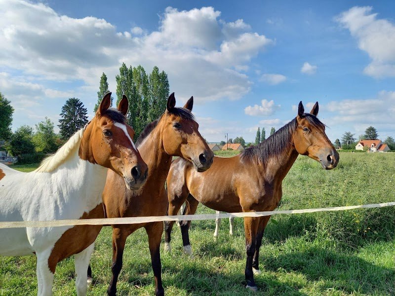Ecuries du Mont Viné - photo 1