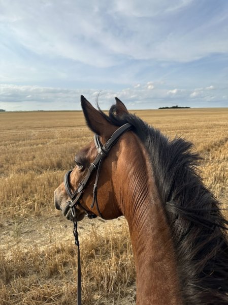 Ecuries du Mont Viné - photo 2