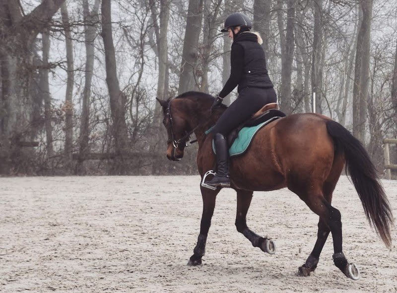 Ecuries du Mont Viné - photo 3