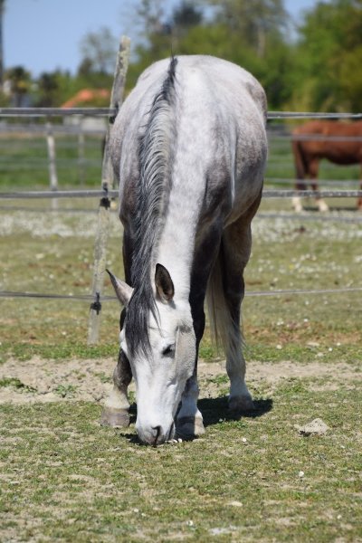 Ecuries Saint Ferreol - photo 2