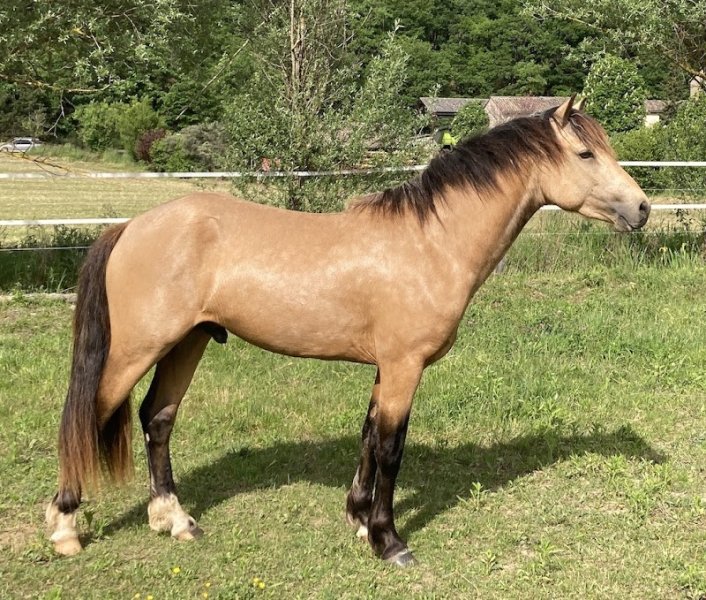 L'élevage des Ramières - poney connemara