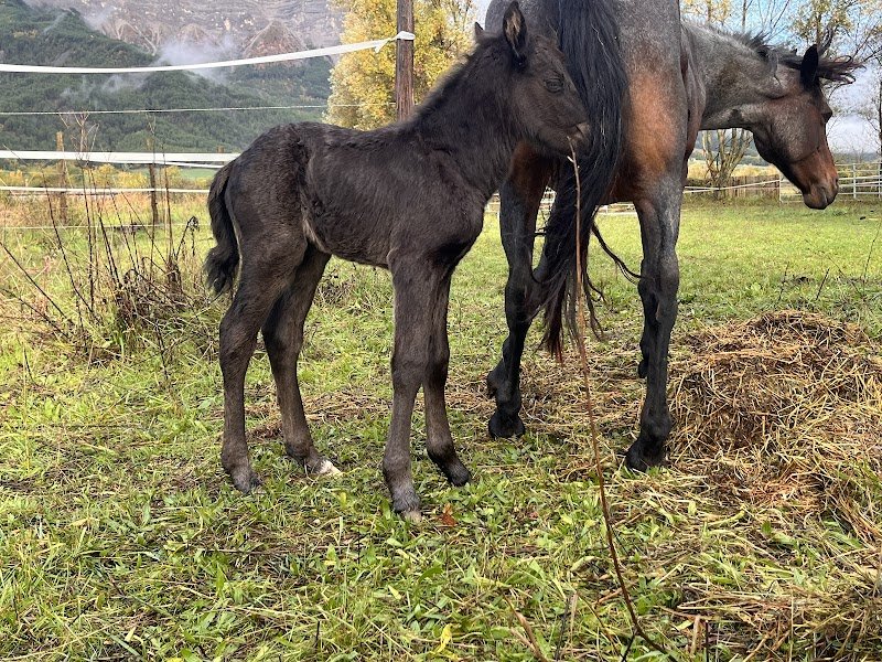 L'élevage des Ramières - poney connemara - photo 2