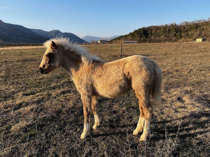 L'élevage des Ramières - poney connemara - photo 3