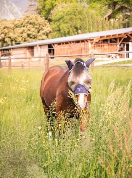 Ecurie de l'île - photo 2