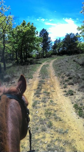 Les Chevaux Jarlandins - photo 2