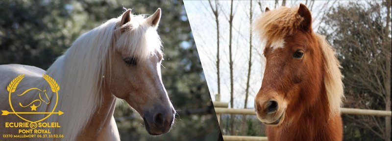 Ecurie du Domaine de Pont Royal - Centre Equestre de Pont Royal Mallemort (Ecurie du soleil) - photo 1