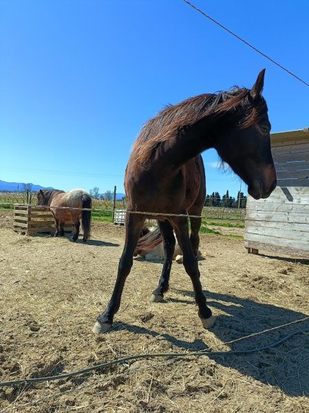 Ecurie Finca Del Sol - photo 3