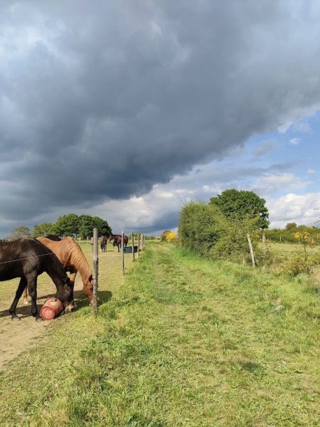 Ecuries Les 2 Rives | Pension chevaux | Centre d'Equicoaching - photo 2