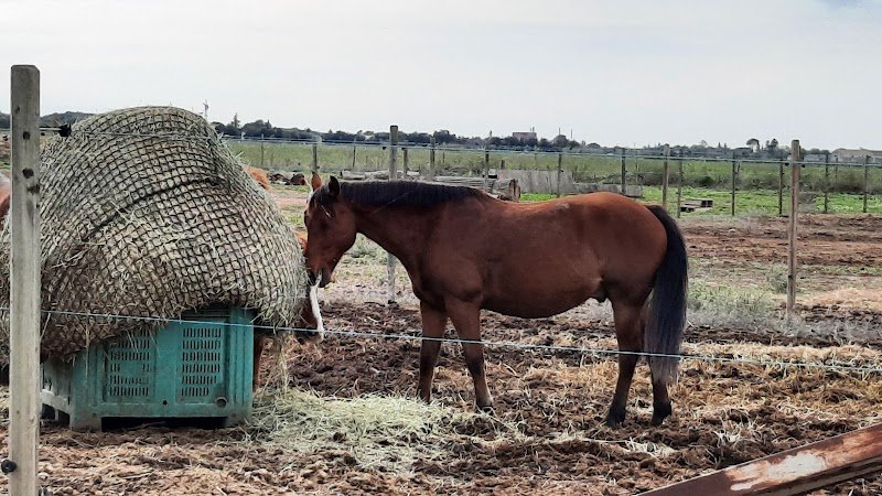 Ecurie du vieux mas - photo 2