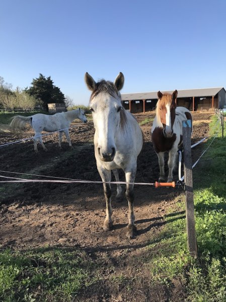 A cheval chez Theo - photo 2