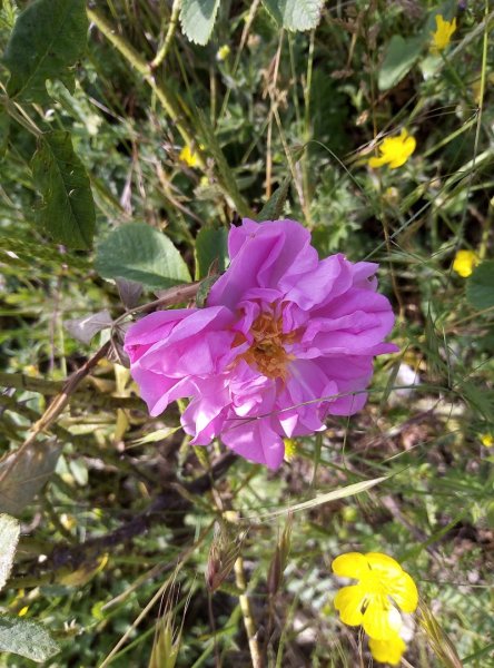 Haras du Poet et ROSIRIS - photo 3
