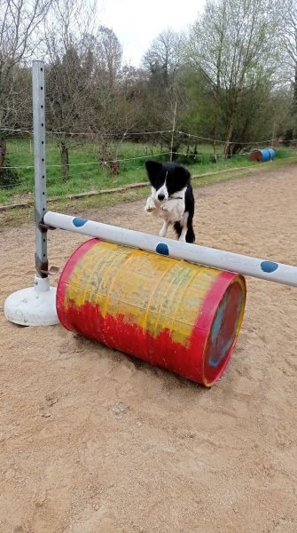 Pension chevaux L'écrin de Pradou Glas le Saint - photo 2