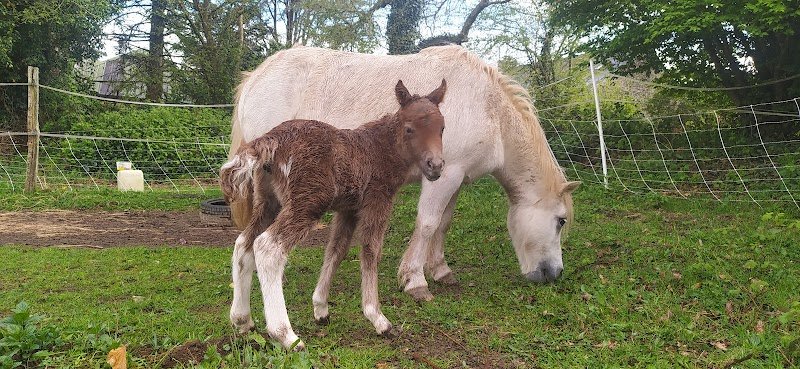 Pension chevaux L'écrin de Pradou Glas le Saint - photo 3