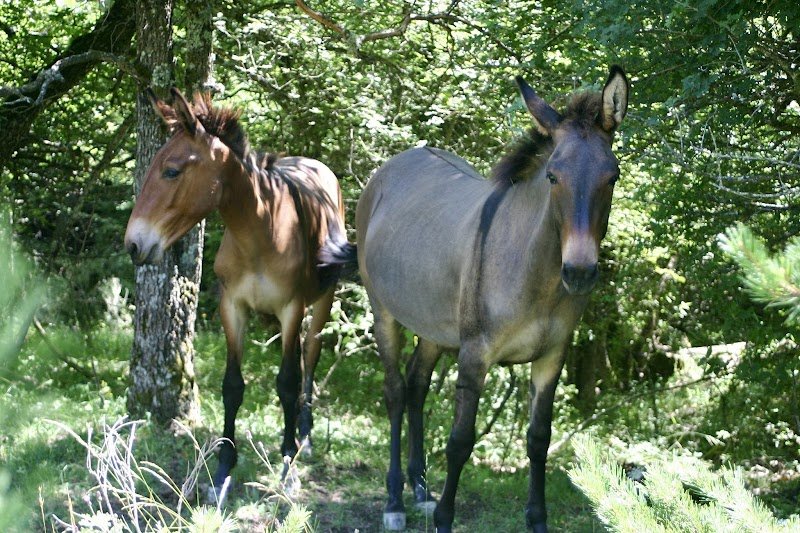 Les Chevaux du Cornac - RanchShalala - photo 3