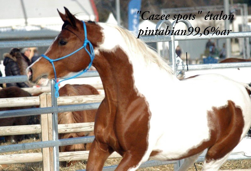 Les chevaux de l'Urière élevage de Pintabian - photo 1