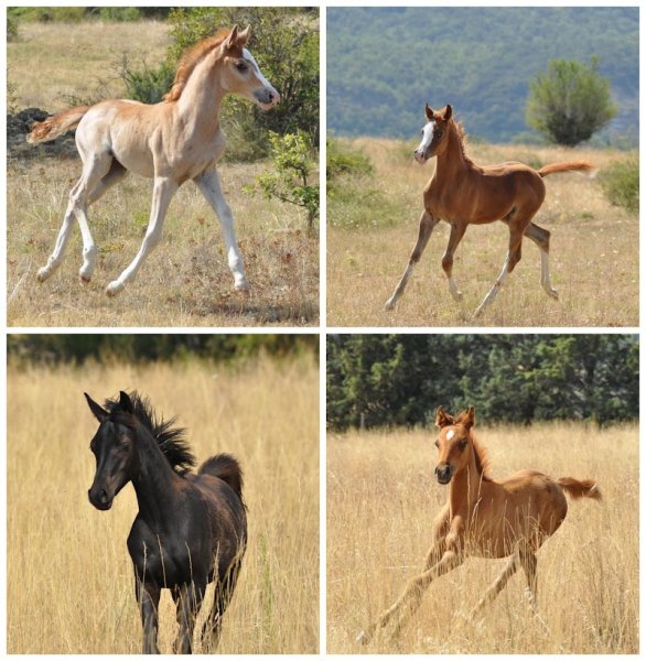 Les chevaux de l'Urière élevage de Pintabian - photo 3