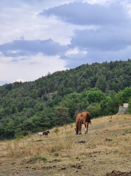 Écuries du Rigodon - photo 2