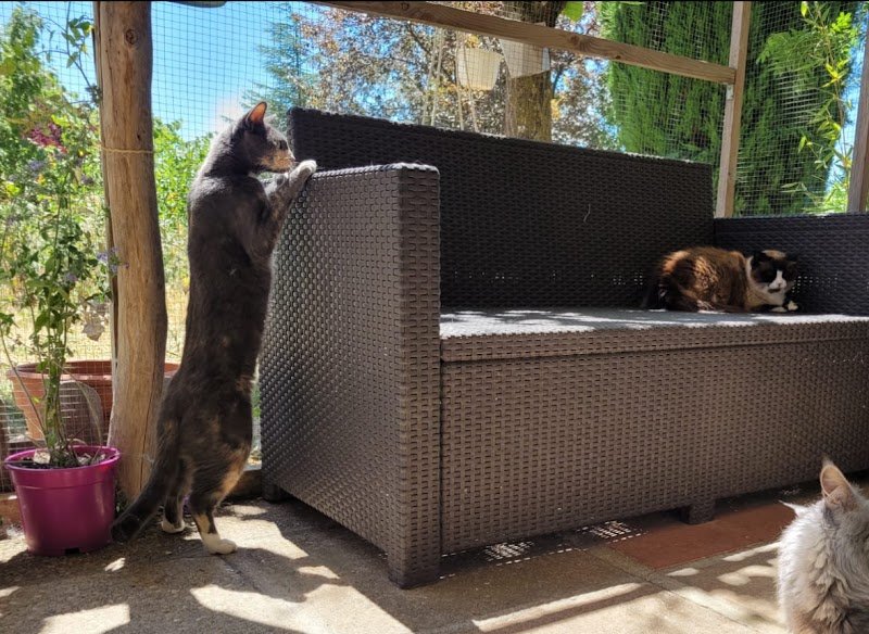 FELIS GARDEN pension féline - photo 2