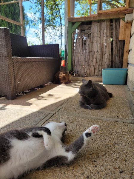 FELIS GARDEN pension féline - photo 3