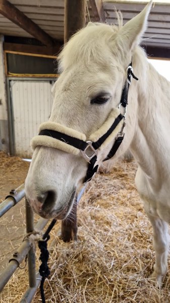Haras de la Jonchère - photo 1