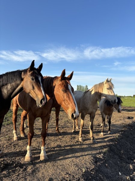 Ecurie des prés - photo 1