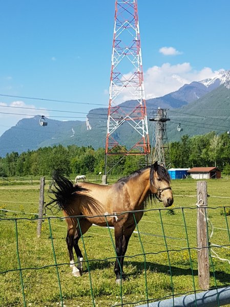 Haras Des Chuchoteurs De La Plaine