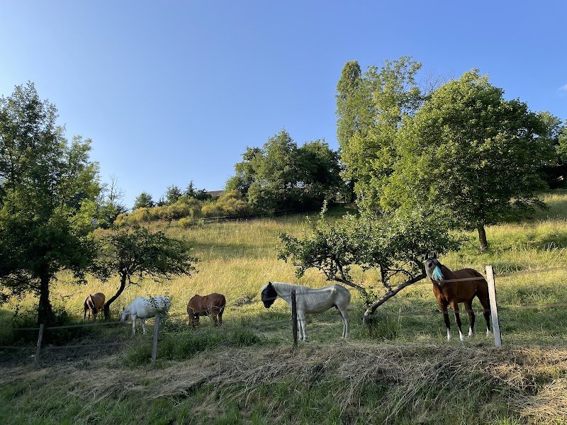 Sous la Pinéa - Pension Equine - photo 2