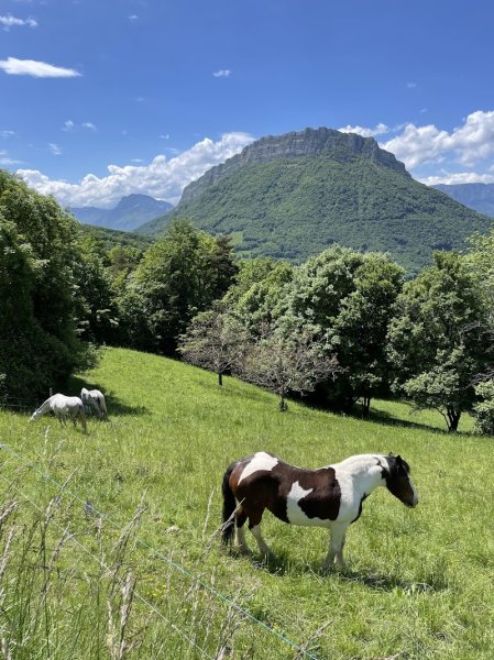 Sous la Pinéa - Pension Equine - photo 3