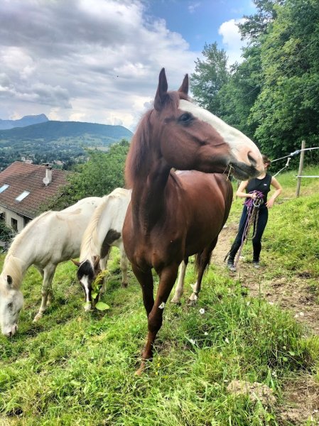 Poney Cheval Nature Rapeaux - photo 2