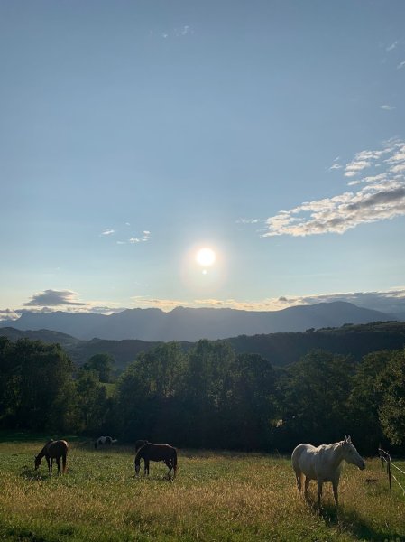 Poney Cheval Nature Rapeaux - photo 3