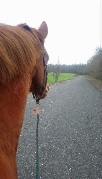 Les Écuries du LungTa - photo 2