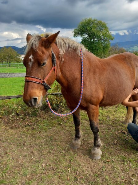 Médiation équine Les écuries de Charauze - photo 2